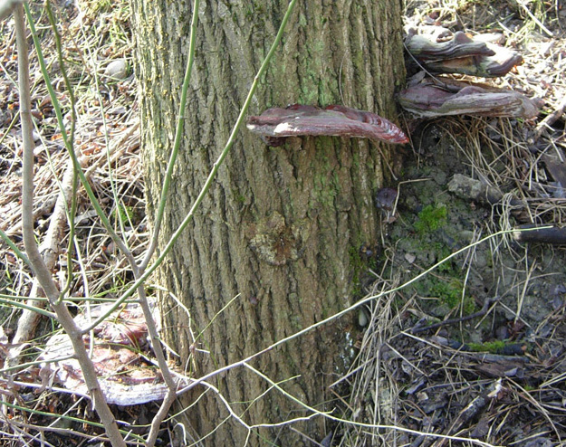 tanti funghi